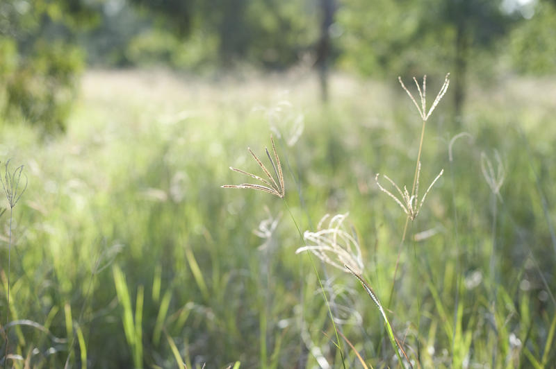 Close-up of green grass in forest in sunlight