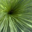 12659   Close up overhead view of outdoor bundle of grass
