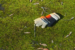 12081   knitted glove on mossy grass