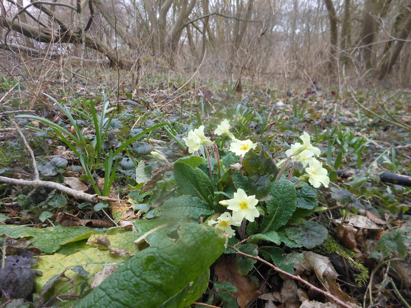 <p>Late winter flowers Norfolk UK wild primrose</p>
