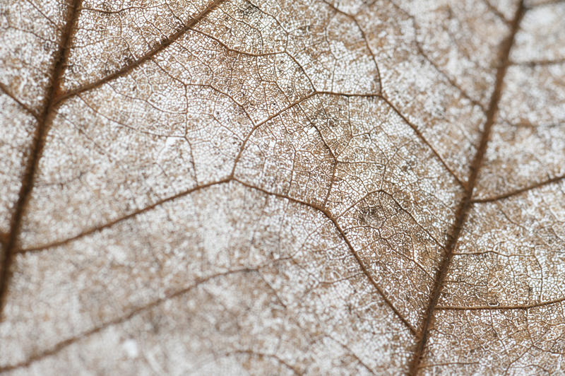 Vein detail on a dead brown autumn leaf showing the texture of the dried surface, macro closeup