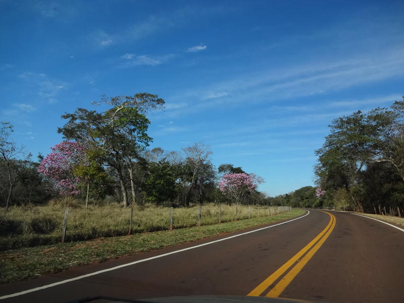<p>Florada dos Ip&ecirc;s in Minas Gerais, Brasil.</p>

<p>Road Linking Carneirinho and Limeira do Oeste</p>
