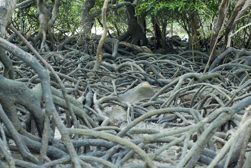 Tangled mass of mangrove roots exposed at low tide, a unique marine habitat and ecosystem