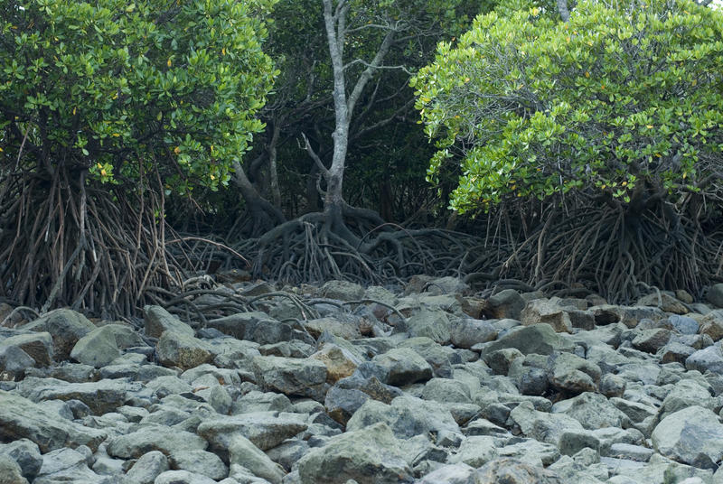 Rocky mangrove swamp at low tide showing the tangled mass of the exposed roots of the mangrove trees in this unique ecosystem, nature background