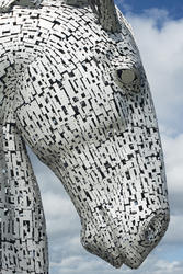 12856   Close up profile of a Kelpie horse head