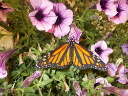 16958   Monarch Butterfly