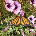 16958   Monarch Butterfly