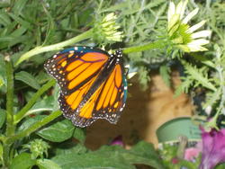 16948   Monarch Butterfly