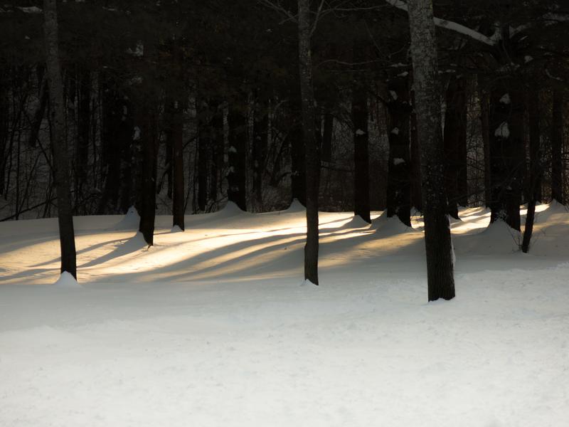 <p>Light filtering through the young trees after a fresh fallen snow in the morning in rural Vermont.</p>
