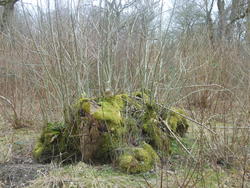 12536   mossy stump