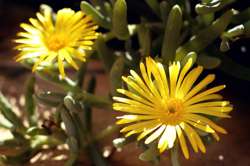 <p>The Yellow Fygie, a succulent plant that covers Namibias desert ground.</p>
