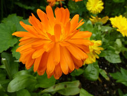 12934   Large orange flower in garden