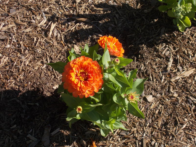 A Closeup of an orange zina garden
