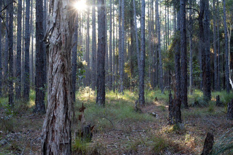 Landscape of empty forest in sunlight. Tree trunks