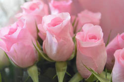 16873   Free photo of some Pink Roses