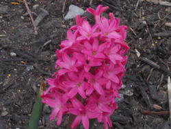 16981   A Pink Flower