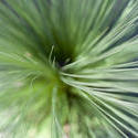 12660   Top down view on plant leaf fronds