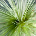 12661   Fine leaf plant fronds viewed from above
