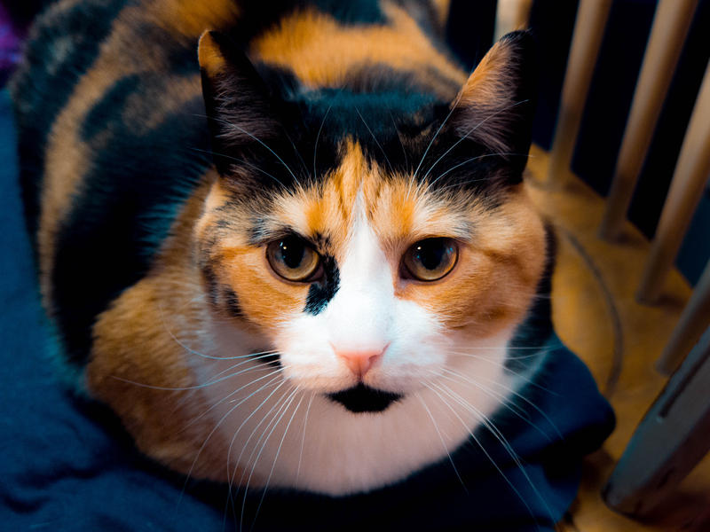 <p>Calico cat sitting in her chair, looking right at you, pretty as can be.</p>
