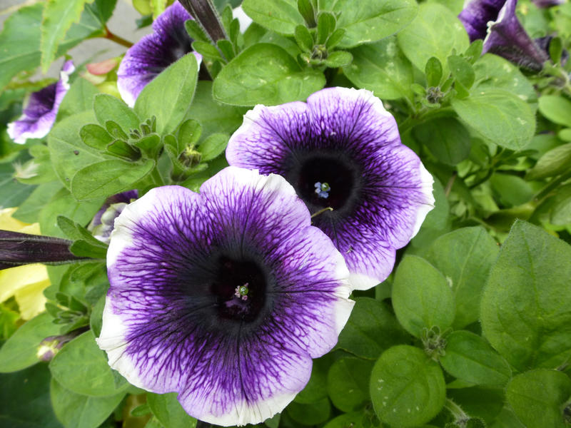 Close Up of Purple and White Petunia Flowers with Green Leaves Blooming in Colorful Summer Outdoor Garden - Nature Flower Background