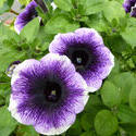 12940   Purple and White Petunias in Summer Garden