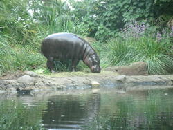 12644   Pygmy Hippo