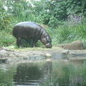 12644   Pygmy Hippo