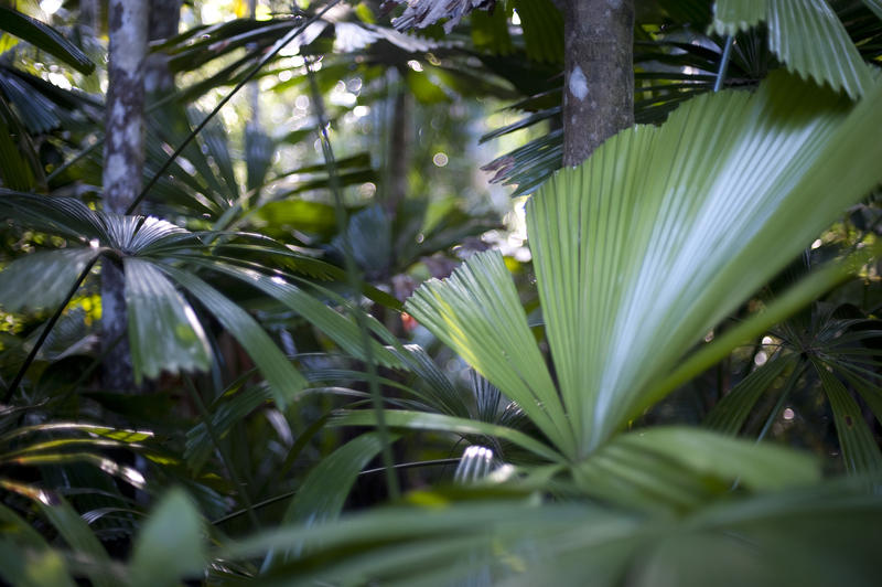 Tight close view on various lush green tropical leaves and tree trunks as background