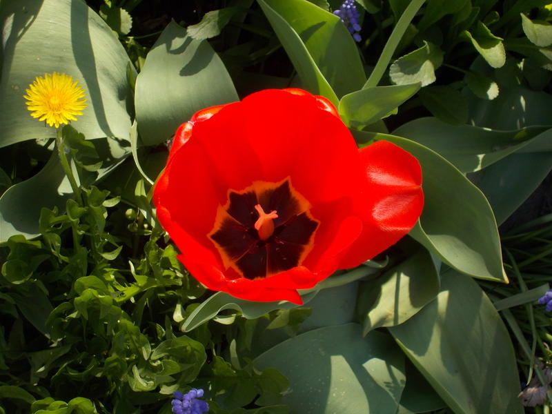 <p>Red Tulip.jpg</p>
