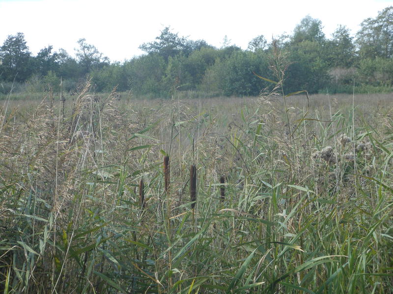 <p>Reeds in the Norfolk Broads UK</p>
