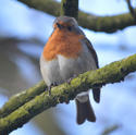 16884   Small bird   Robin