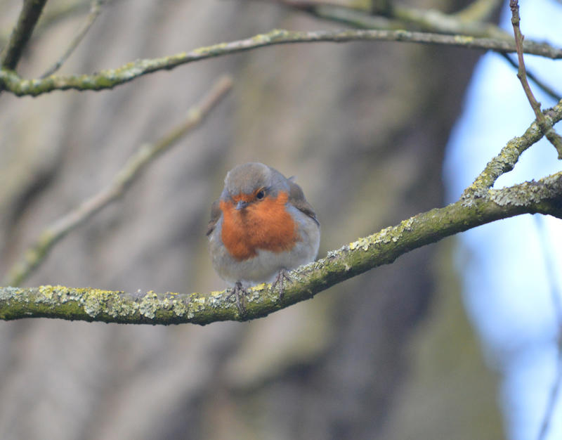 <p>A robin sat in a tree in Blackpool, Lancashire. UK</p>
A robin sat in a tree
