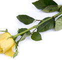 12911   Single yellow rose symbolising love and romance