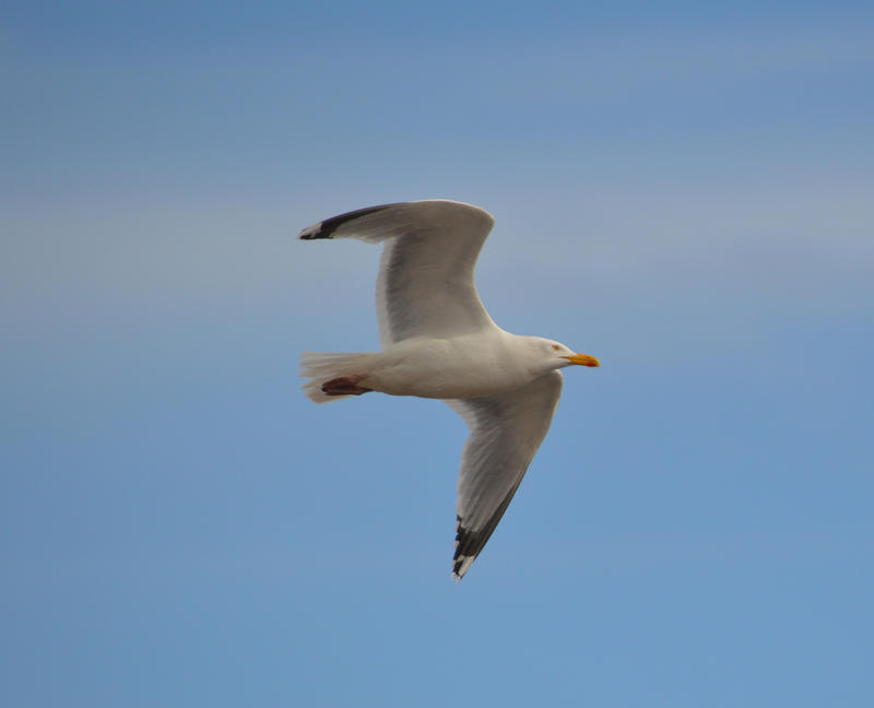 <p>A Seagull flying over the beach</p>
A Seagull flying over the beach