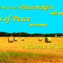 12696   Seeds of Peace