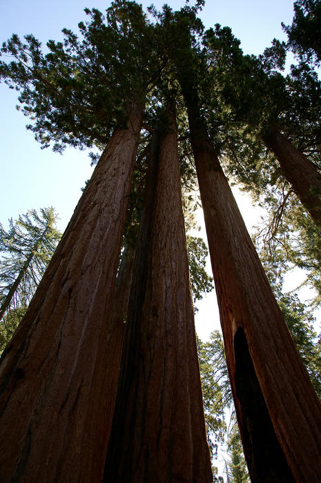 <p>These sequoias seem to be in perfect vertical alignment as they reach for the sky.</p>

<p><a href="http://pinterest.com/michaelkirsh/">http://pinterest.com/michaelkirsh/</a></p>
These sequoias seem to be in perfect vertical alignment as they reach for the sky.