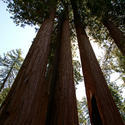 12980   Sequoias and Sky