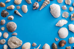 13108   Ocean themed background surrounded by shells