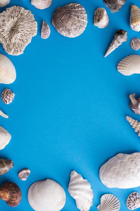 Nautical or marine themed frame of old bleached seashells and coral arranged around blue copy space viewed from above