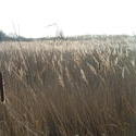 12550   shining reeds