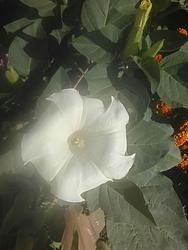 16993   soft focus white flower
