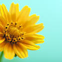 13463   Yellow flower over cyan background