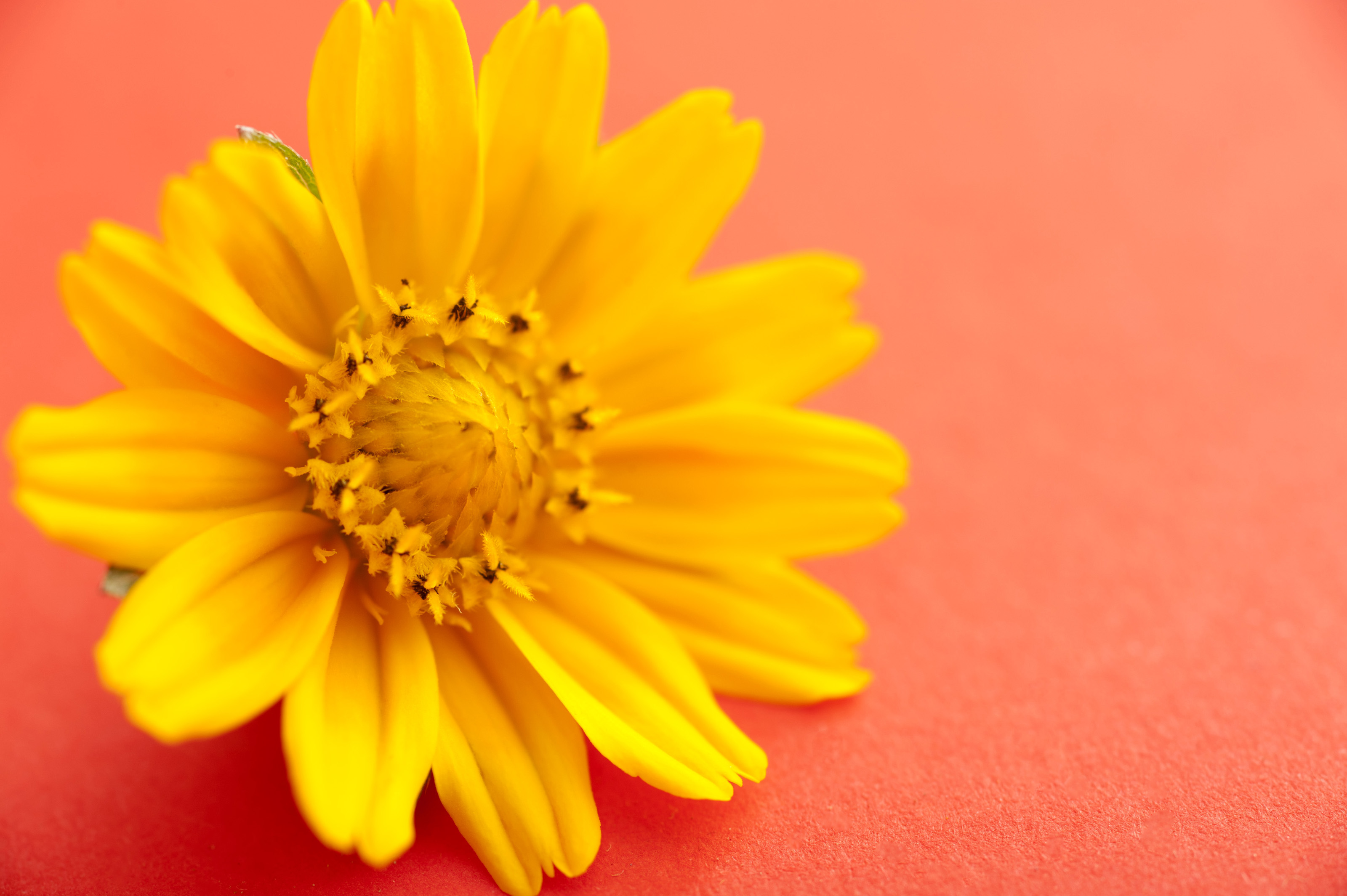 Free Stock Photo 13489 Bright yellow spring flower on orange