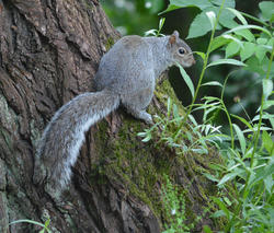 16898   A squirrel sat in a tree