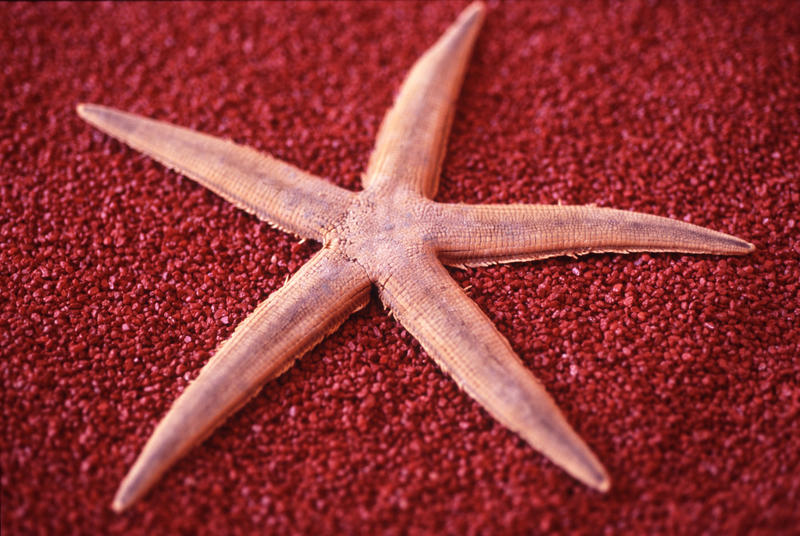 Dried red starfish on a textured matching red background symbolic of summer vacations and the seaside