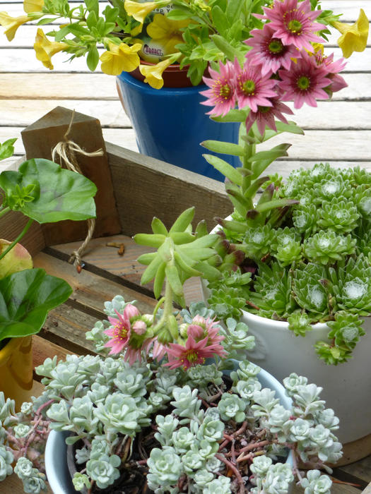 Potted flowering succulents on an outdoor deck with pretty dainty pink flowers growing in flowerpots in a small wooden crate