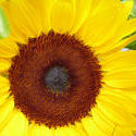 12945   Macro image of a bright yellow sunflower