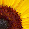 12946   Sunny Sunflower with Bright Yellow Petals