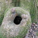 12558   surprised hollow in tree