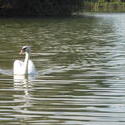 12559   swan swimming